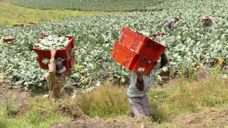 Descubre la increíble variedad de hortalizas de raíz para mejorar tu dieta