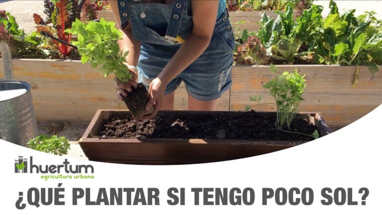 Hortalizas adorables para tu jardín: ¡Disfruta de los sabores con estas 5 verduras que necesitan poco sol! 🌱🍅 #hortalizas #sol #jardinería