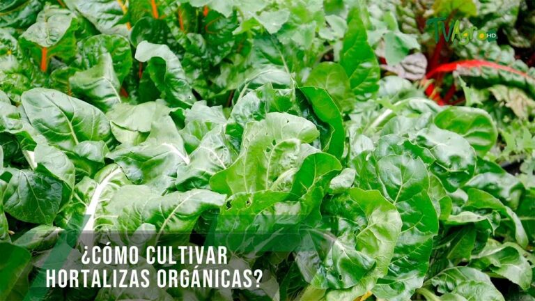 Descubre los sorprendentes ejemplos de hortalizas orgánicas en tu cocina