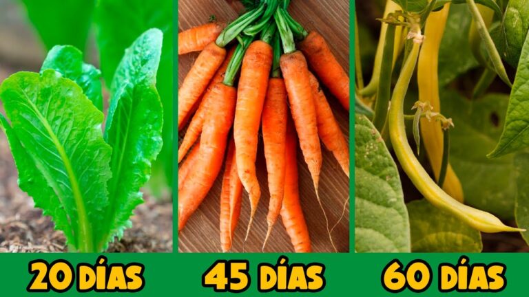 Descubre las sorprendentes propiedades de las hortalizas de tallo en tu dieta