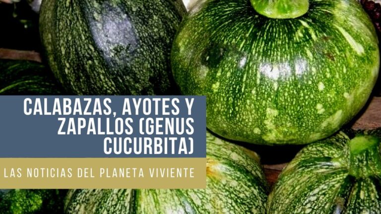 Descubre los beneficios de la cucurbitácea alargada, la hortaliza por excelencia