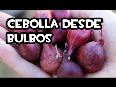 Cultiva tus propios bulbos de cebolla blanca en casa: ¡fácil y delicioso!