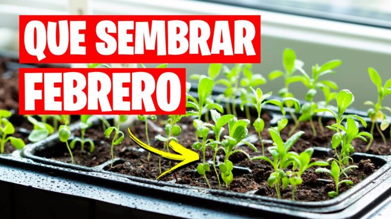 ¿Quieres un huerto sostenible? Descubre las hortalizas ideales para plantar en febrero