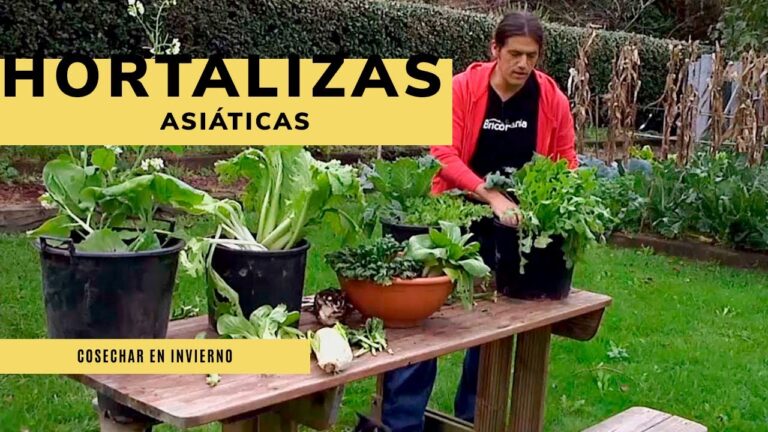 Descubre las deliciosas hortalizas de invierno para una dieta saludable