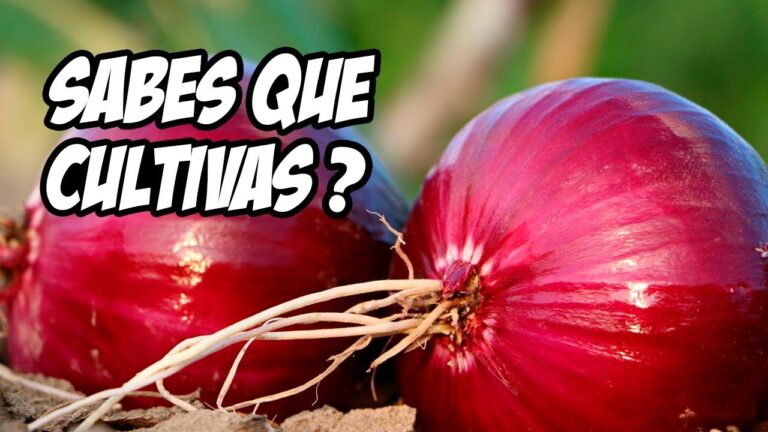 Descubre deliciosas y nutritivas hortalizas de tallos y bulbos para incluir en tus comidas