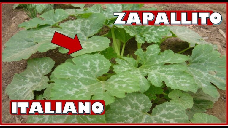 Descubre los beneficios de las hortalizas zapallo italiano en tu dieta