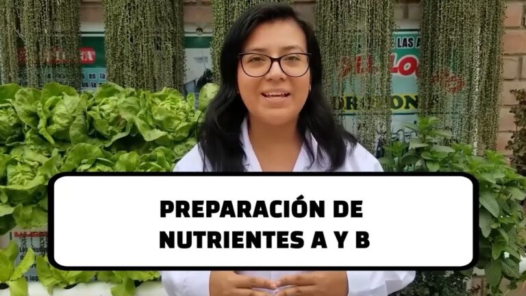 Descubre los beneficios de las hortalizas A y B para una vida saludable