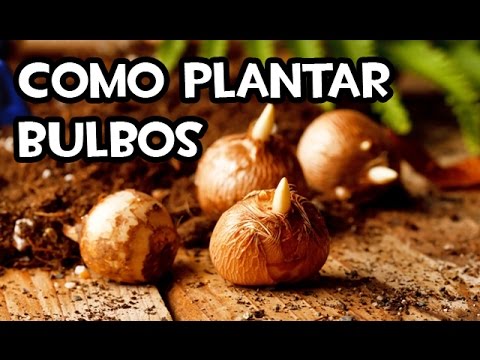 Descubre cómo sembrar bulbos y disfruta de un jardín floreciente