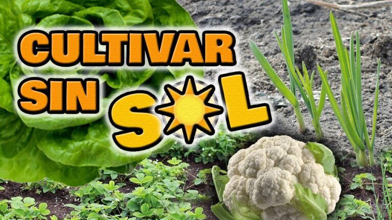 Descubre los beneficios de las hortalizas de hoja de sol en tu dieta diaria.