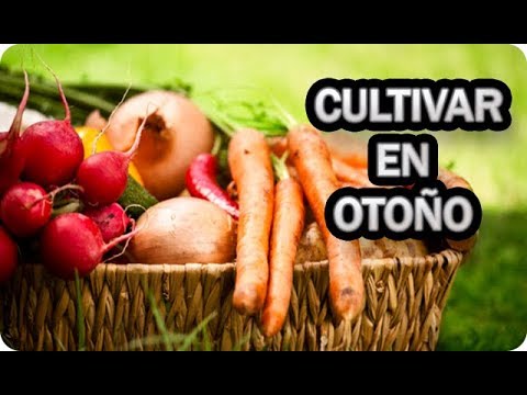 Descubre cuándo sembrar tus hortalizas y verduras: tips para el huerto