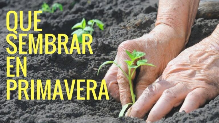 Descubre las mejores hortalizas para plantar este verano en tu jardín con nuestras recomendaciones.