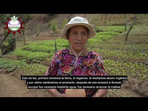 Descubre las sabrosas hortalizas nativas de Guatemala en tu huerto.