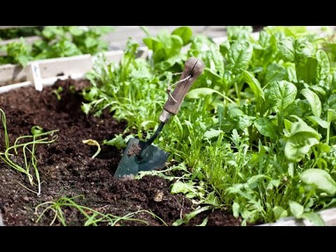 Cultiva tus propias hortalizas en casa con un huerto urbano