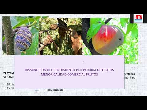 Descubre el poder de las hojas de frutales para tu salud y bienestar