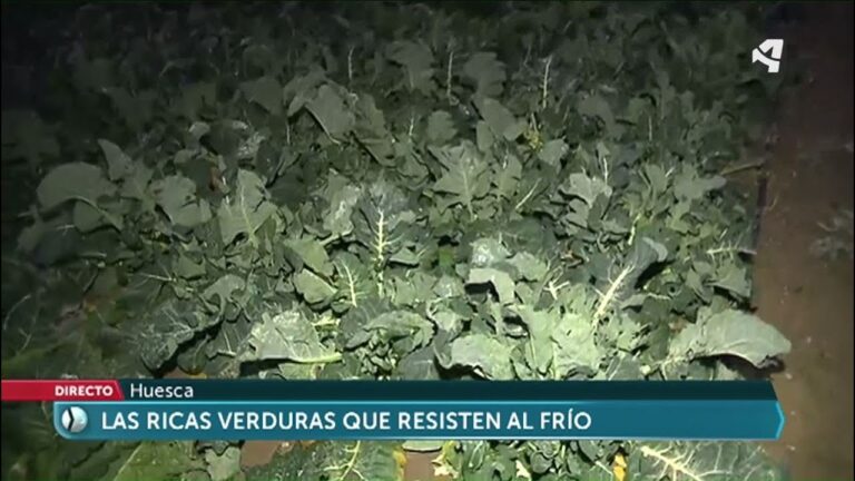 10 hortalizas resistentes al frío para disfrutar todo el invierno