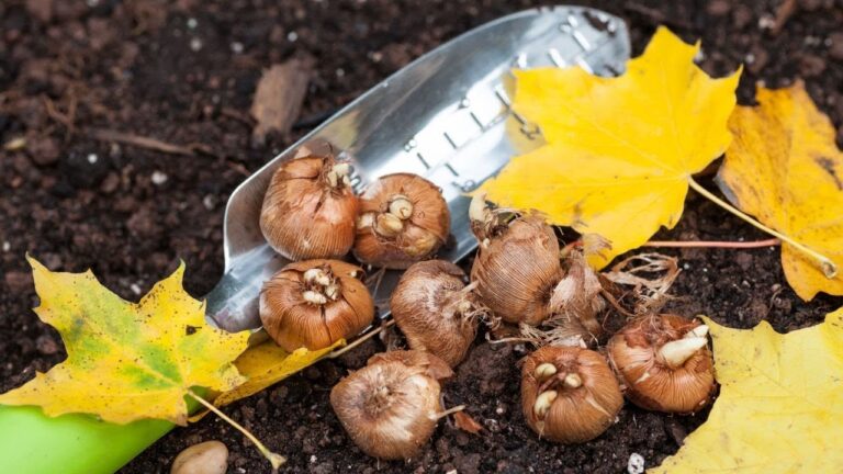 ¡Prepárate para la primavera! Descubre cuándo plantar bulbos en solo 4 pasos