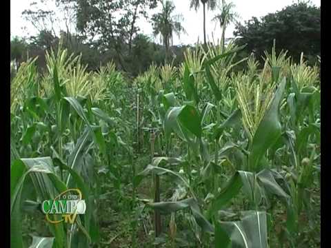 Descubre las mejores hortalizas de verano para cultivar en tu huerto este año