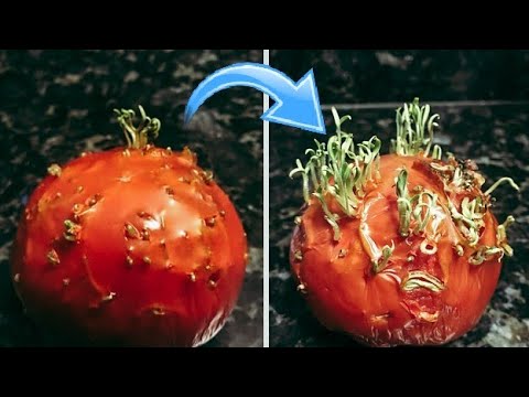 Descubre los increíbles beneficios del tallo en tus verduras y hortalizas