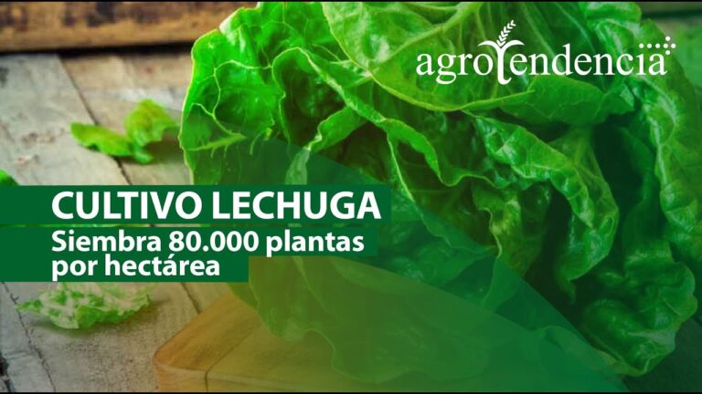 Descubre los increíbles beneficios de la lechuga y sus hortalizas de hoja