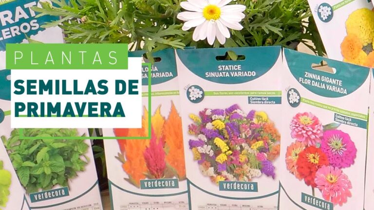 Aprovecha la temporada: ¿Cuándo plantar flores de primavera?